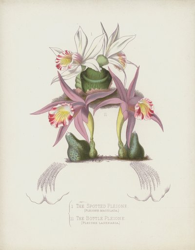 La Pleione Manchada, Pleione Maculata; La Pleione Botella, Pleione Lagenaria de English School